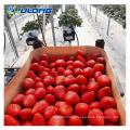 Strawberries hydroponic growing system glass greenhouse